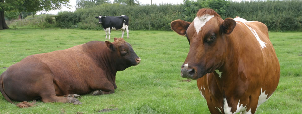 Keld Knowle Farm Holidays - Touring Caravans and Holiday Homes